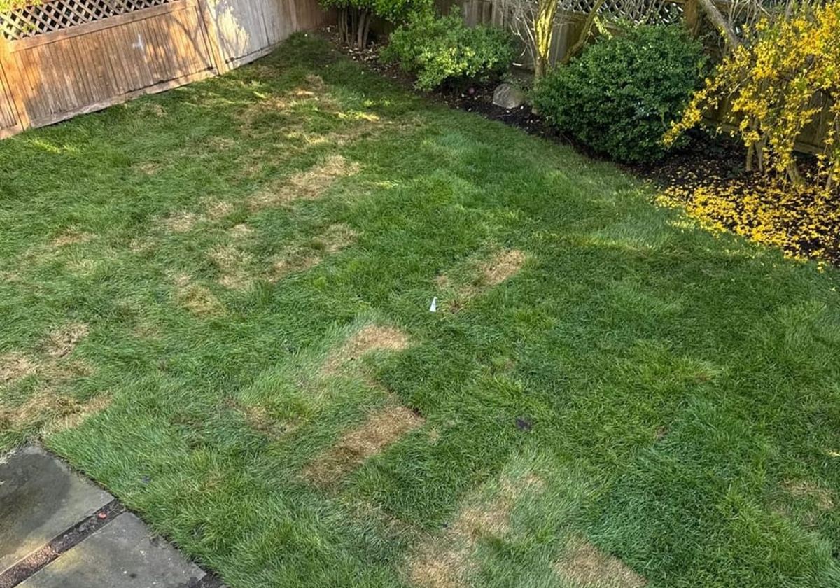 Patchy brown Bermuda grass lawn in a backyard